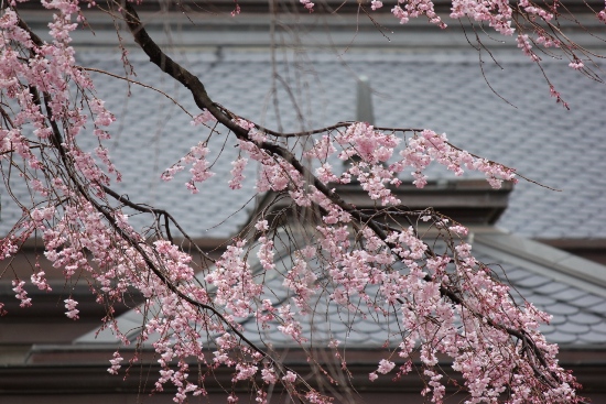 1814-12.4.6祇園しだれ桜屋根にかかる　横.jpg